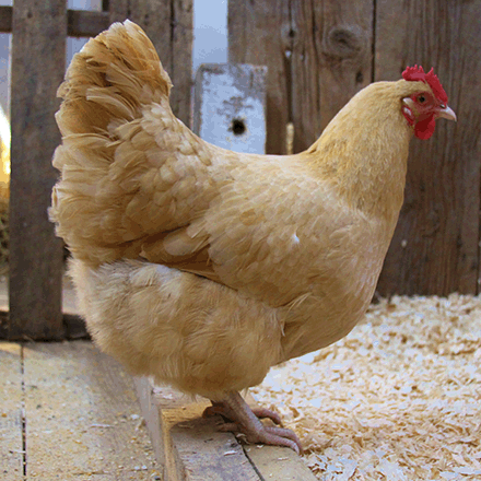 Beautiful and fluffy Buff Orpington hen