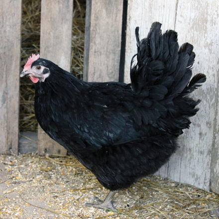 Black Jersey Giant Hens have black feathers and willow or black legs and feet.