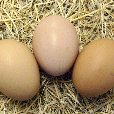 Black Jersey Giants are a sustainable heritage breed that lays brown eggs.
