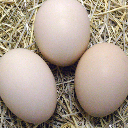 Buff Orpingtons lay large light brown eggs
