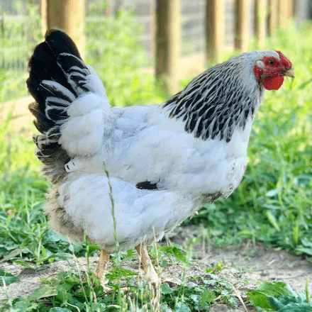 Columbian Wyandotte Hens are a beautiful mix of mostly white with black accents.