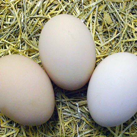Columbian Wyandottes lay lots of brown eggs every year.
