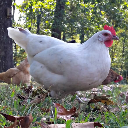 Day Old Austra White Chicks For Sale at Meyer Hatchery, Your Premier Poultry Source