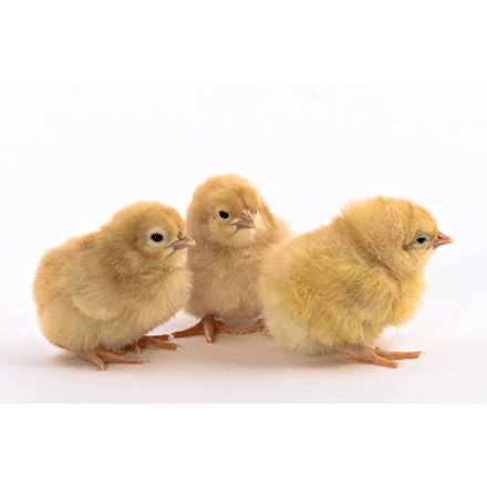 Day old baby Buff Orpington chicks