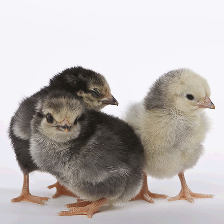 Shop Meyer Hatchery for your day old baby chicks! We ship nationwide year-round.