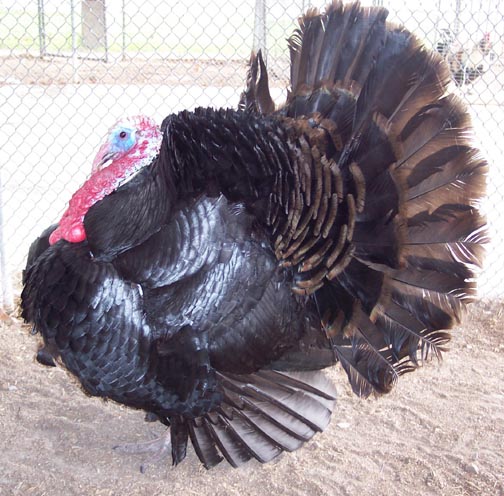 Black Spanish Turkey Gobbler