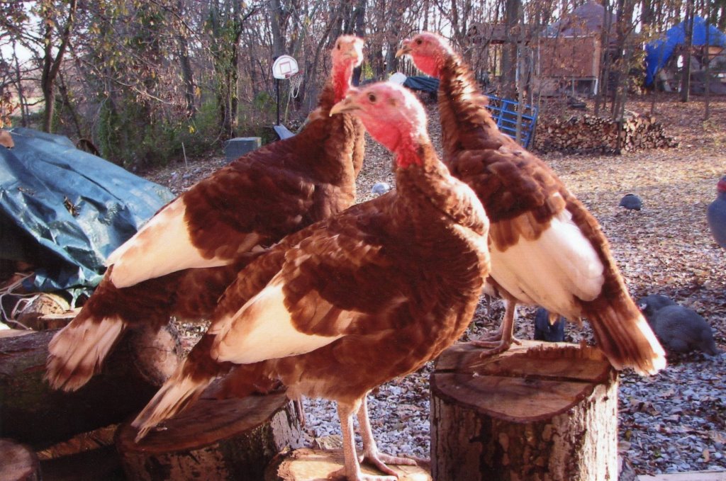 Bourbon Red Turkey