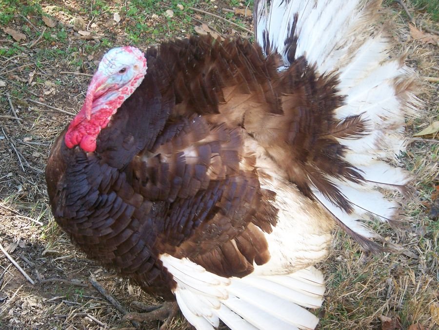 Bourbon Red Turkey