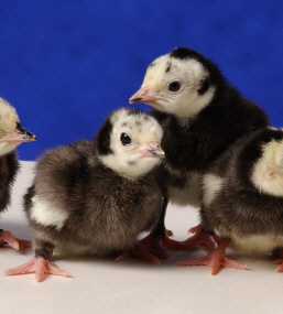 Day Old Black Spanish Turkey Poults