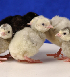 Day Old Blue Slate Turkey Poults