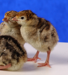 Day Old Heritage (Standard) Bronze Turkey Poults