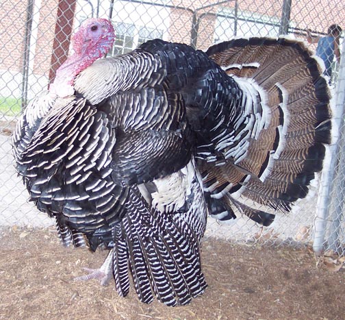 Narragansett Turkey Gobbler