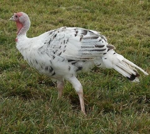 Royal Palm Turkey Poults for Sale