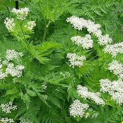 Anise-Herb-Seeds