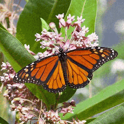 Asclepias-syriaca-01