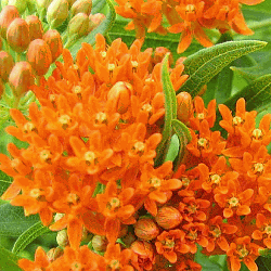 Asclepias-tuberosa