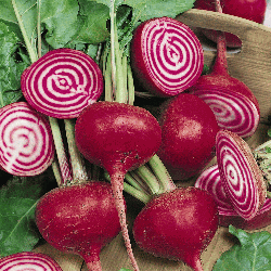 Chioggia-Beet-01