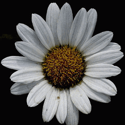 Chrysanthemum-maximum-dwarf