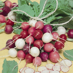 Easter-Egg-Radish-01