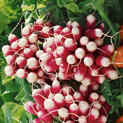 French-Breakfast-Radish-01