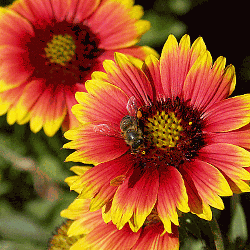 Gaillardia-pulchella