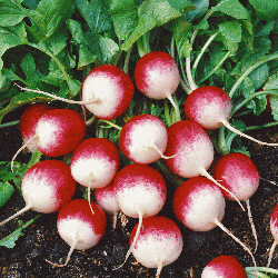 Sparkler-White-Tip-Radish-Seeds-01