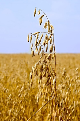 Stalks of oats stock image. Image of ripe, harvest ...