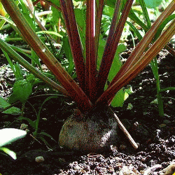 Sugar-Beet-Beet-Seeds