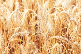 Wheat on farm field stock image. Image of agriculture ...