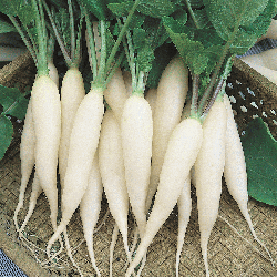 White-Icicle-Radish-01